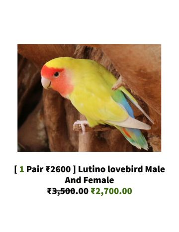 Real parrot hot sale online shopping